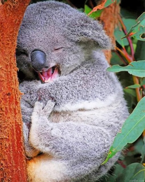 Funny Koala Paint By Number.png