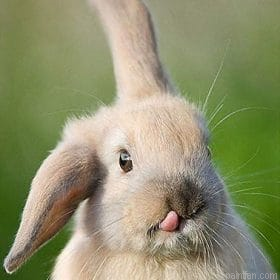 Funny Rabbit Tongue Paint By Numbers.png