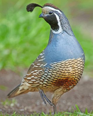 Gambels Quail Desert Bird Paint By Number.png
