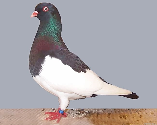 German Magpie Pigeon New Paint By Numbers.png