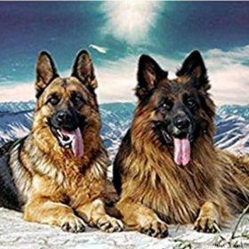 German Shepherd Dogs Paint By Numbers.png