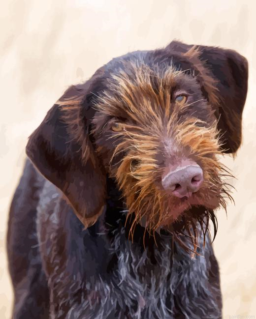 German Wirehaired Paint By Numbers.png