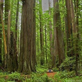 Giant Redwood Trees Paint By Numbers.png