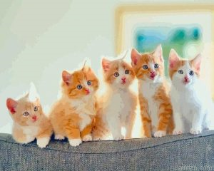 Ginger Kittens Paint By Numbers.png