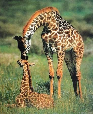 Giraffe Mother Paint By Numbers.png