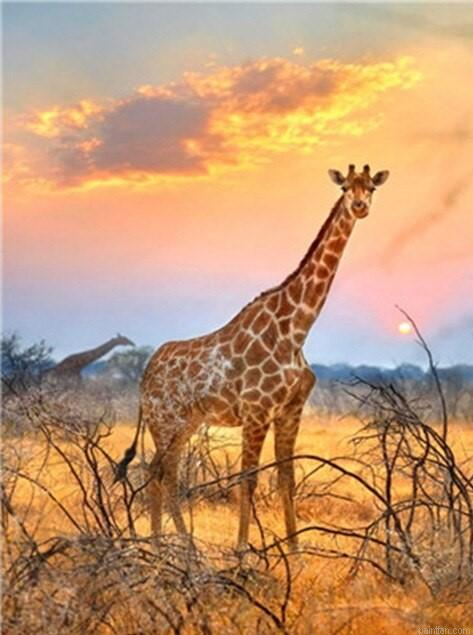Giraffe With Sunrise Paint By Numbers.png