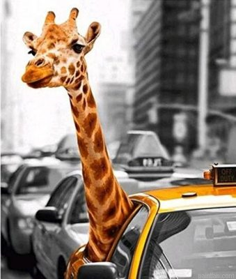 Giraffe In Taxi Paint By Numbers.png