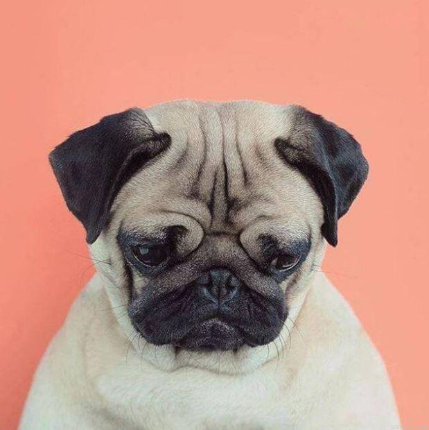 Gloomy Dog Paint By Numbers.png