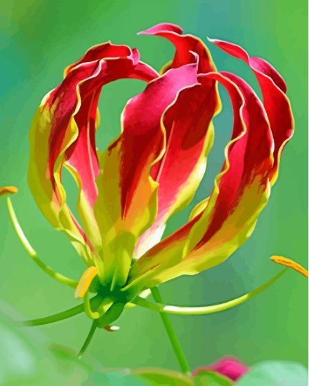 Gloriosa Plant Paint By Numbers.png