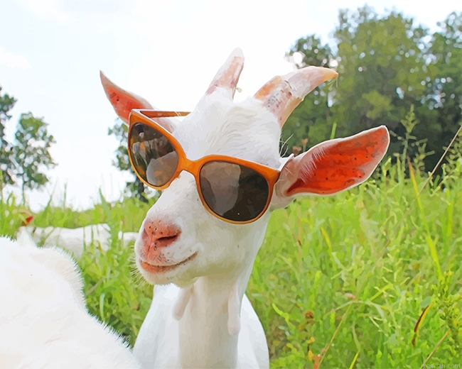 Goat Sunglasses New Paint By Numbers.png