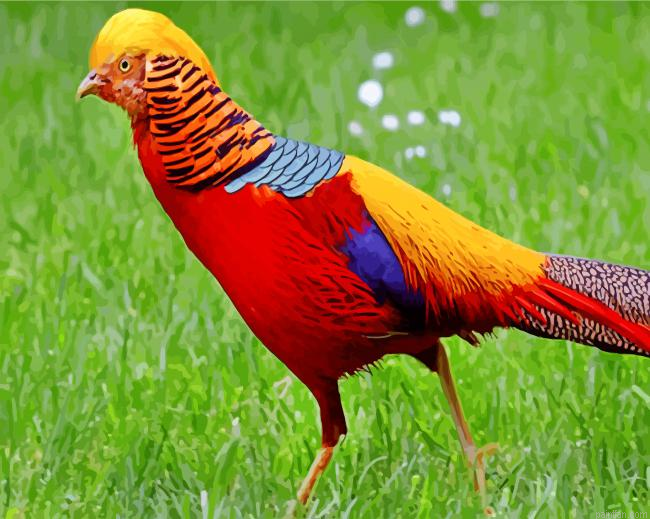 Golden Pheasant Bird Paint By Number.png