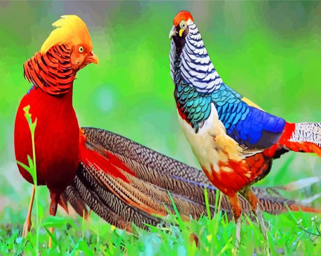Golden Pheasant Birds Paint By Number.png