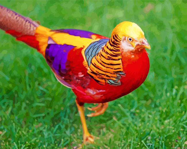 Golden Pheasant Paint By Number.png