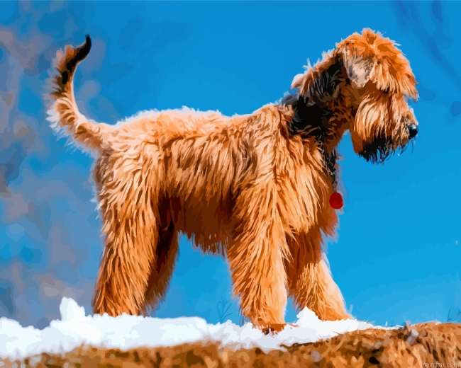 Golden Wheaten Terrier Paint By Number.png