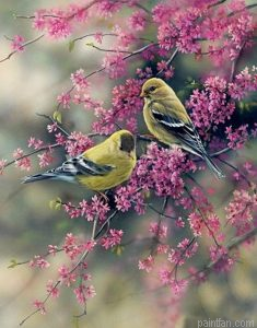 Goldfinch Birds Paint By Numbers.png