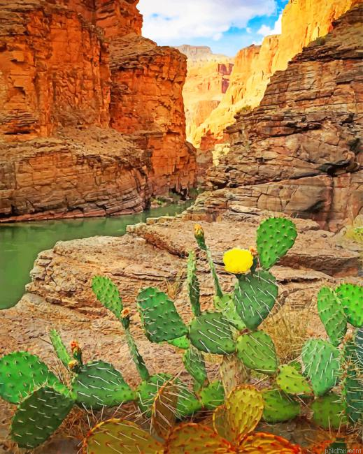 Grand Canyon National Park Cactus New Paint By Numbers.png