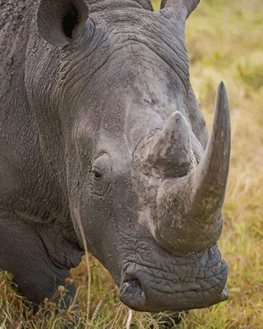 Gray Rhino Animal Paint By Numbers.png