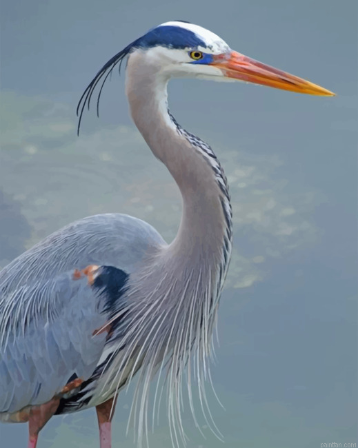 Great Blue Heron Paint By Number.png