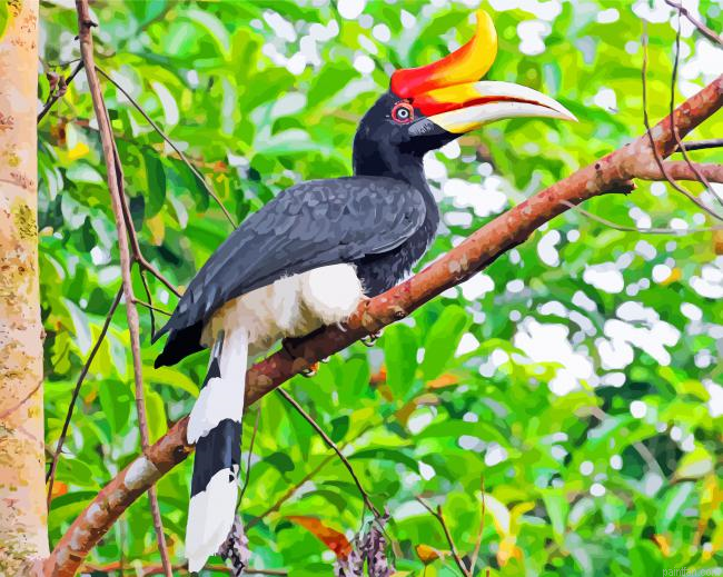 Great Pied Hornbill Bird Paint By Number.png