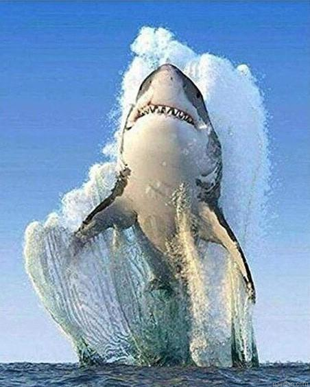 Great Shark Paint By Numbers.png