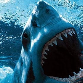 Great White Shark Paint By Numbers.png