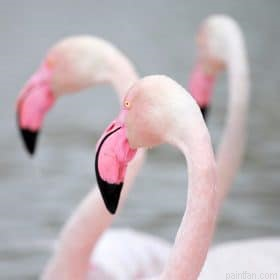 Greater Flamingo Birds Paint By Numbers.png