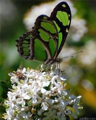 Green Butterfly Paint By Numbers.png