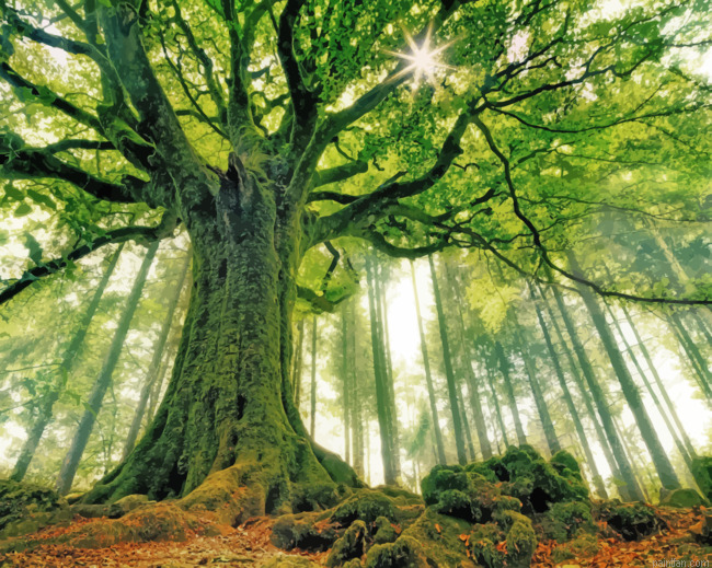 Green Forest Tree Paint By Numbers.png
