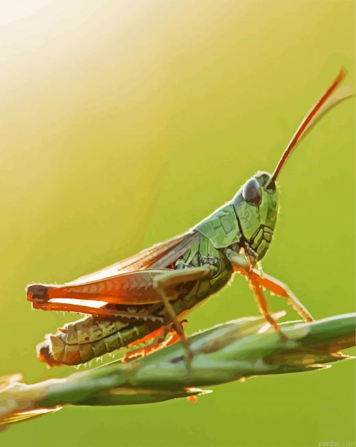 Green Grasshopper Paint By Numbers.png