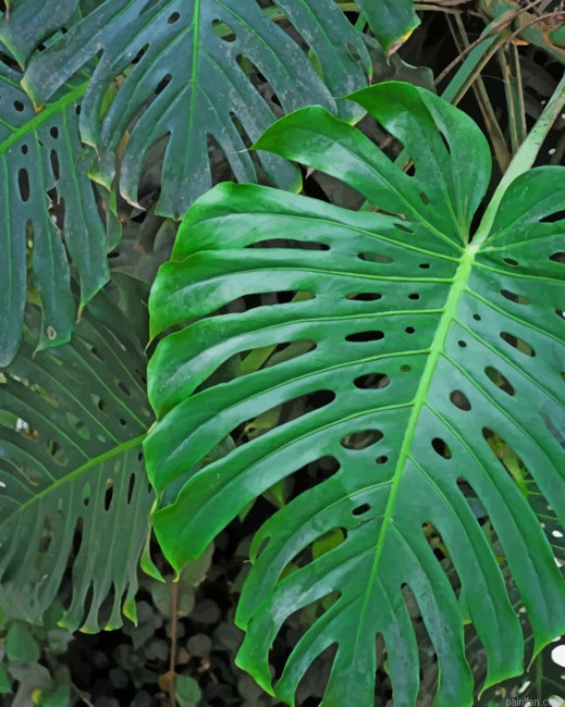 Green Monster Leaf Paint By Number.png