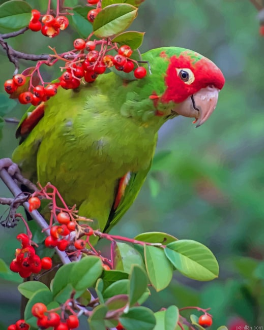 Green Parrot New Paint By Numbers.png