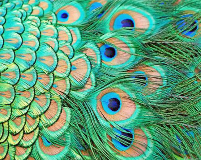 Green Peacock Feather Paint By Numbers.png
