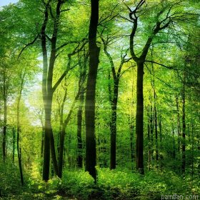 Green Summer Trees Paint By Numbers.png