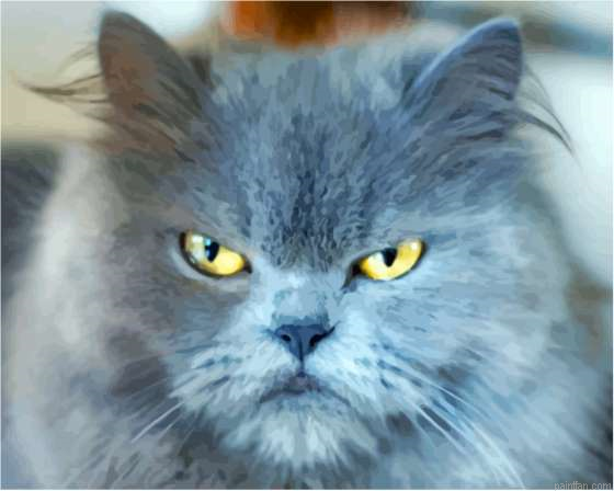 Grey Angry Cat Paint By Numbers.png