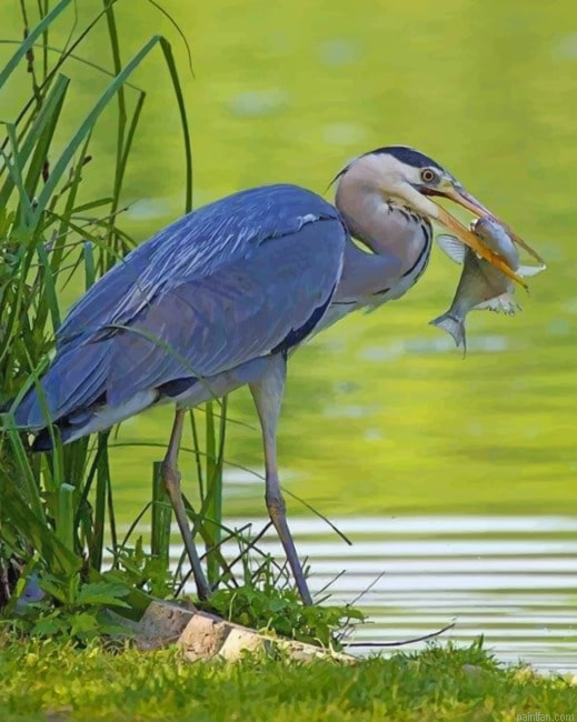 Grey Heron With Fish Paint By Number.png