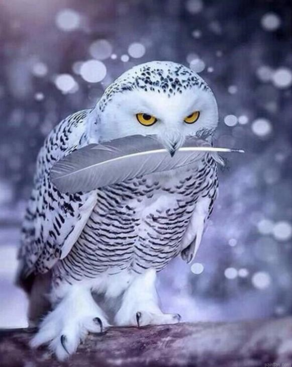 Grey Owl Paint By Numbers.png