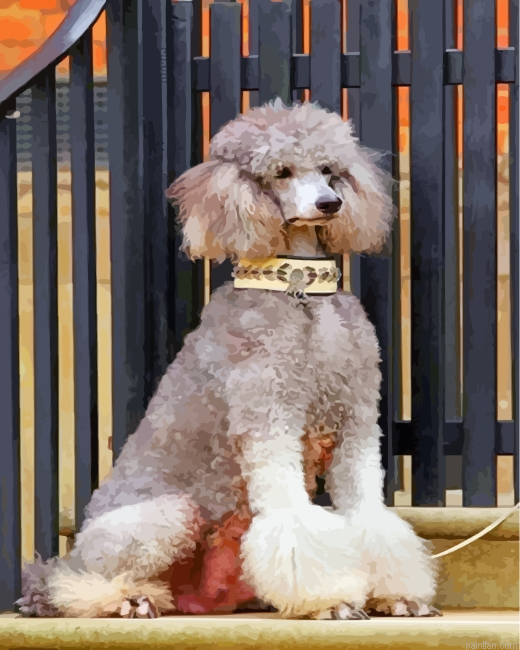 Grey Poodle Paint By Number.png