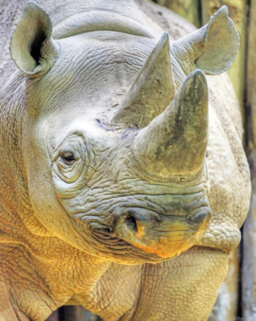 Grey Rhinoceros Paint By Numbers.png