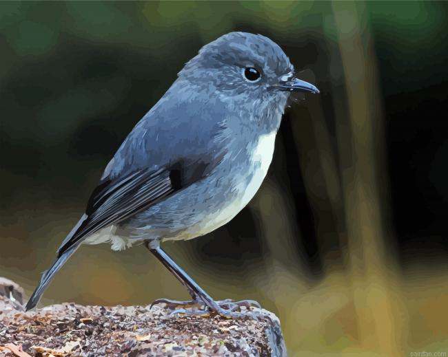 Grey South Island Robin Paint By Numbers.png
