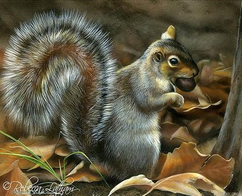 Grey Squirrel Paint By Numbers.png
