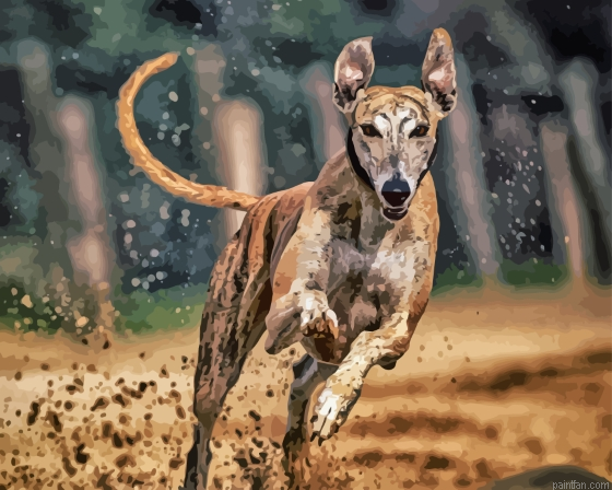 Greyhound Paint By Numbers.png