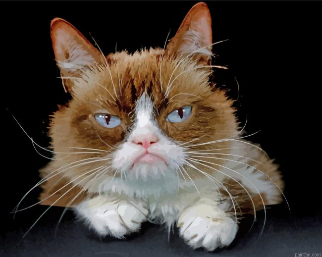 Grumpy Cat Paint By Numbers.png
