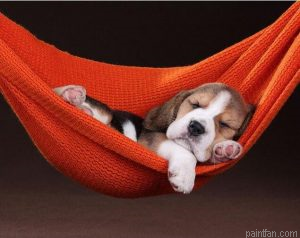 Hammock Dog Paint By Numbers.png