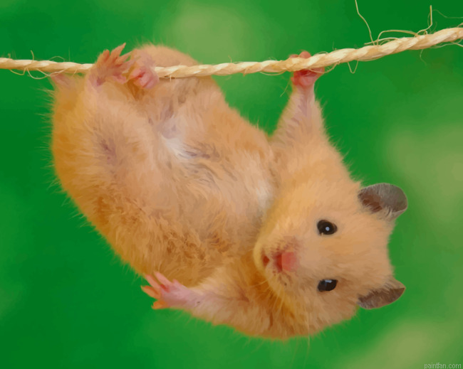 Hamster Doing Stunts Paint By Number.png
