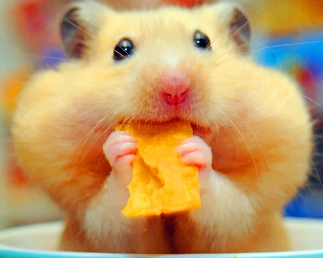 Hamster Eating Chips Paint By Number.png