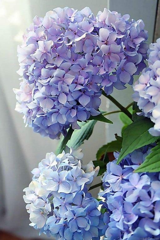 Happily Hydrangea Paint By Number.png