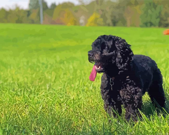 Happy Black Cockapoo Paint By Numbers.png