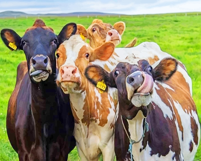 Happy Cows New Paint By Numbers.png