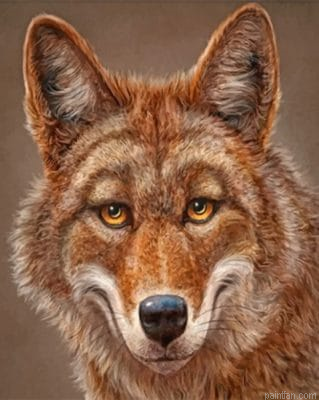 Happy Coyote Paint By Number.png