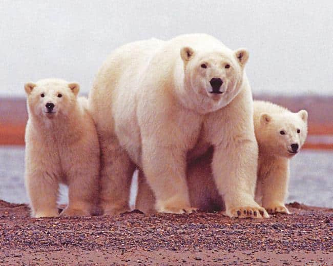 Happy Polar Bears Paint By Numbers.png
